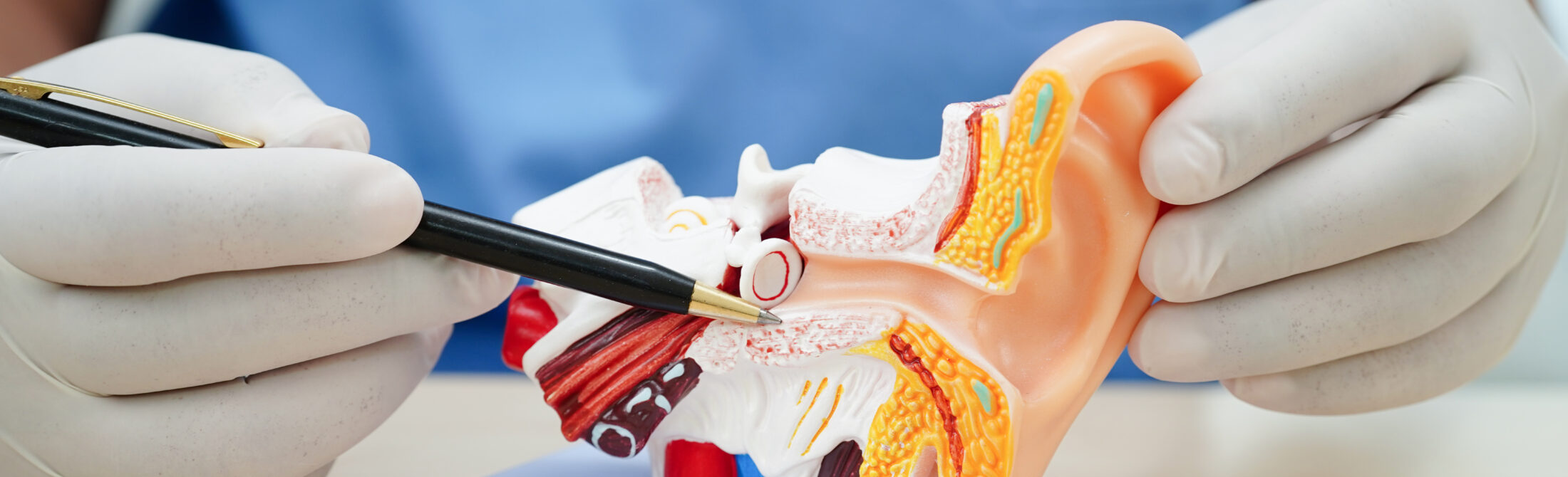 Asian doctor holding human ear model to learn and treat hearing Asian doctor holding human ear model to learn and treat hearing loss in patient.
