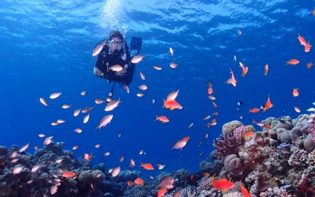 Underwater blue sea Diving Doctor Clair Ashford diving with colourful fish