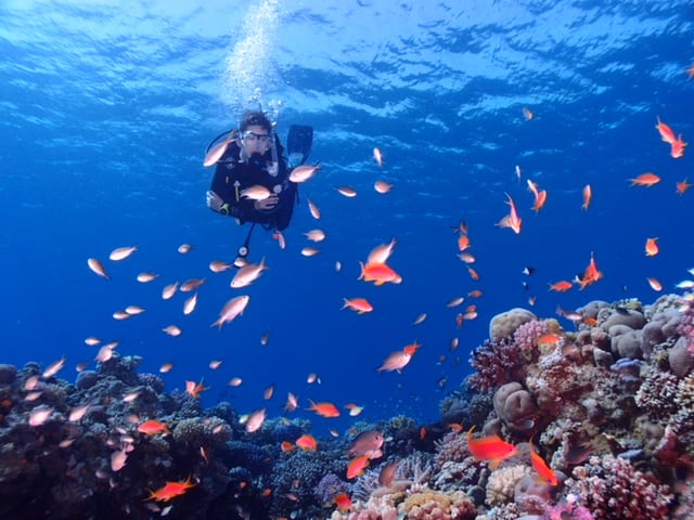 Underwater blue sea Diving Doctor Clair Ashford diving with colourful fish