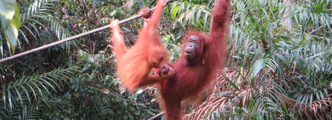 An orangutan swinging through the trees