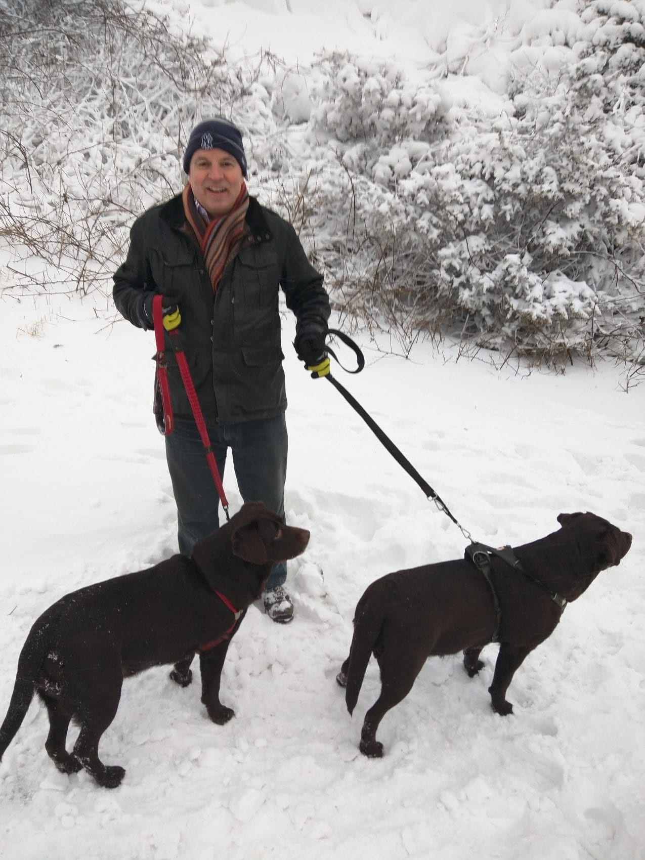 Richard Wate walking his labrador dogs in the snow