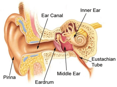ear pic ear pic